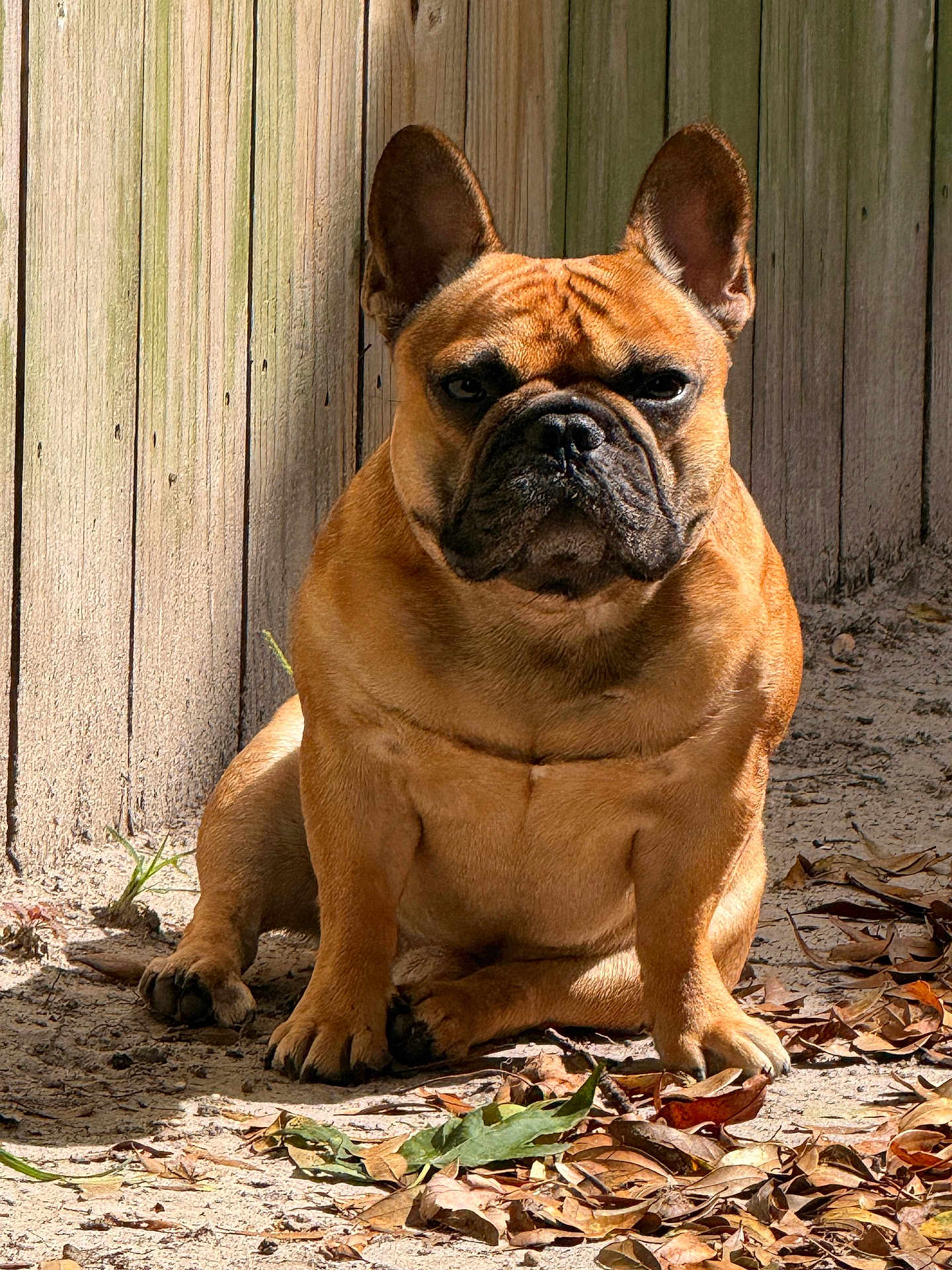 Mingo joined the competition — help win amazing prizes! dog, french_bulldog, pet, animal, outdoor, sunlight, fence, dirt, leaves, brown, portrait, sitting, canine, ears, snout, paw, shadow, nature, fur, expression
