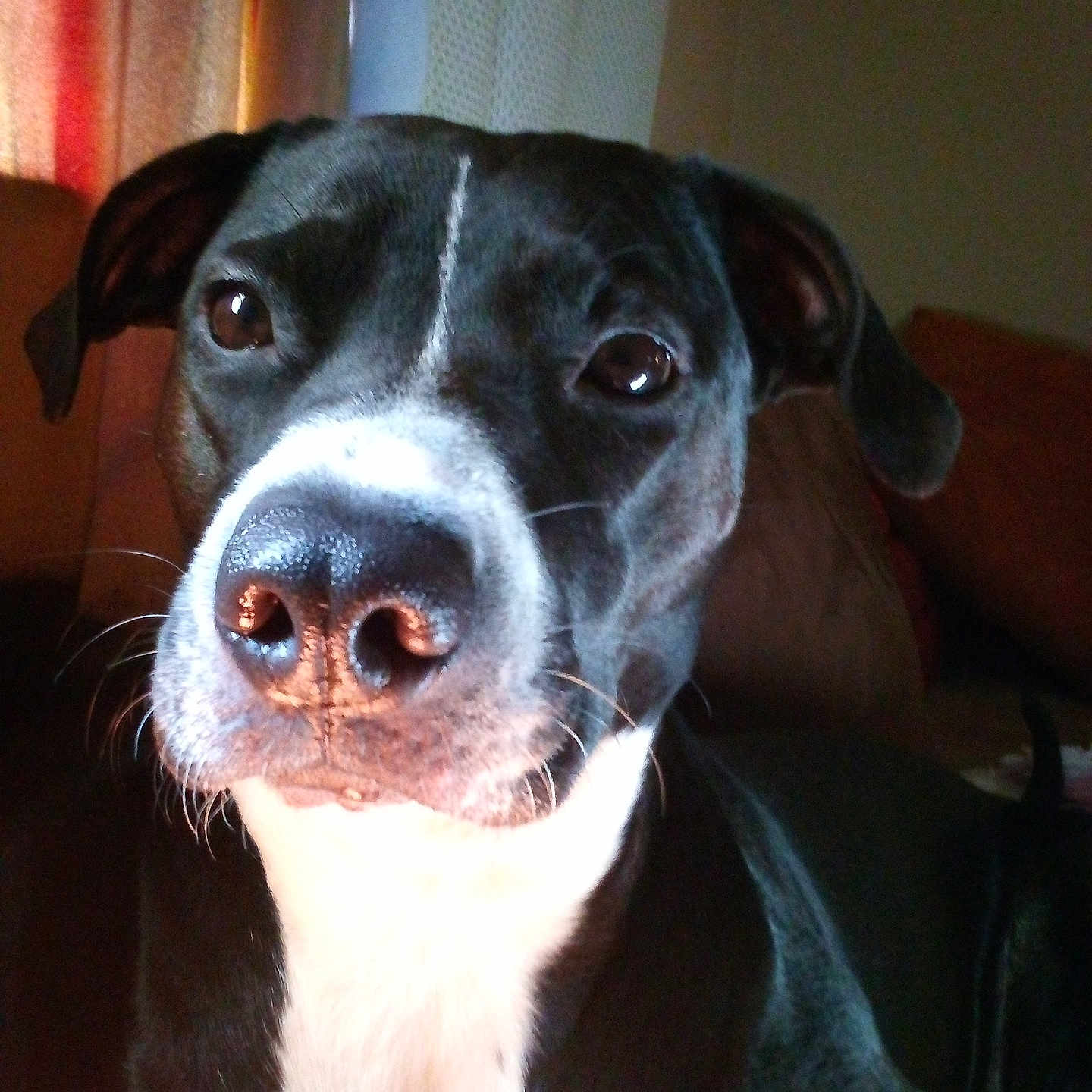 Bb Snuggles joined the competition — help win amazing prizes! animal, architecture, bostonbull, boxer, building, bulldog, canine, couch, dog, furniture, greatdane, hound, indoors, labradorretriever, livingroom, pet, pitbull, pointer, puppy, snout