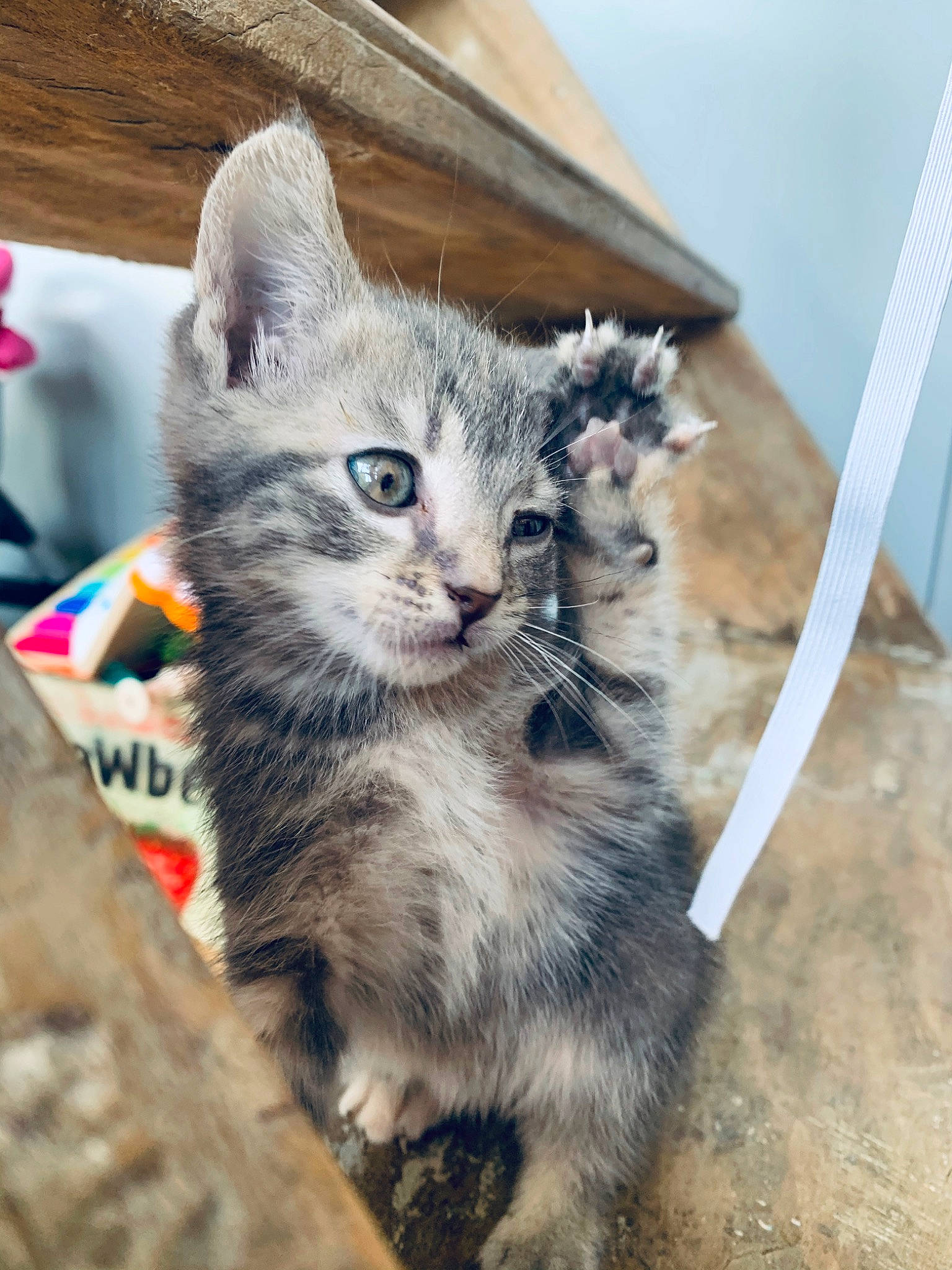 Paillette a rejoint le concours — aidez-le/la à gagner de superbes lots ! american_shorthair, asian, carnivore, cat, domestic_short_haired_cat, european_shorthair, fawn, felidae, kitten, mammal, small_to_medium_sized_cats, tabby_cat, vertebrate, whiskers