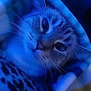 Chia is registered to the contest to win money with this photo: cat, animal, pet, blanket, cozy, fur, whiskers, closeup, face, indoor, cute, sleepy, comfort, soft, domestic, portrait, feline, resting, warm, blue_light