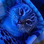 cat, animal, pet, blanket, cozy, fur, whiskers, closeup, face, indoor, cute, sleepy, comfort, soft, domestic, portrait, feline, resting, warm, blue_light