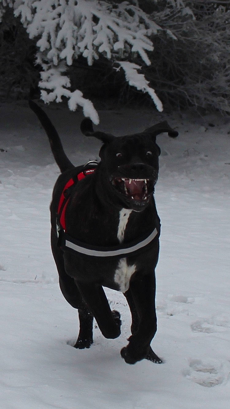 Pompouille participe au concours pour gagner de l'argent avec cette photo : american_pit_bull_terrier, canidae, carnivore, dog, dog_breed, guard_dog, hunting_dog, labrador_retriever, patterdale_terrier, pit_bull, snout, snow, sporting_group, staffordshire_bull_terrier, tail, winter