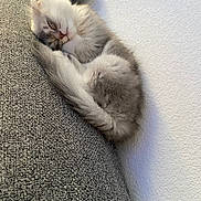 Stella participe au concours pour gagner de l'argent avec cette photo : kitten, sleeping, couch, gray, fluffy, pet, indoor, cozy, cute, fur, resting, animal, whiskers, tail, small, peaceful, domestic, feline, texture, wall