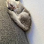 kitten, sleeping, couch, gray, fluffy, pet, indoor, cozy, cute, fur, resting, animal, whiskers, tail, small, peaceful, domestic, feline, texture, wall