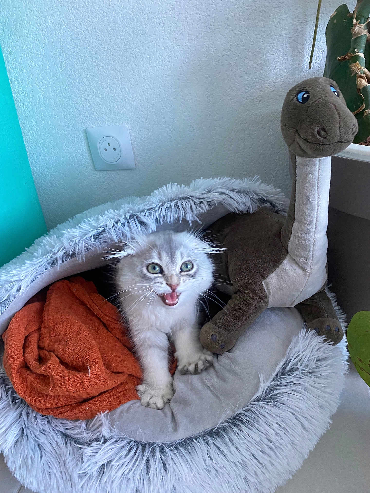 Stella a rejoint le concours — aidez-le/la à gagner de superbes lots ! kitten, cat, pet, furry, cozy, bed, blanket, stuffed_animal, dinosaur_toy, indoor, cute, animal, white_fur, wide_eyes, mouth_open, soft_texture, home, plant, furniture, comfort