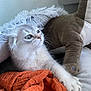 Stella a rejoint le concours — aidez-le/la à gagner de superbes lots ! kitten, cat, fluffy, blanket, orange_cloth, plush_toy, dinosaur, indoor, cozy, curious, paw, soft, fur, white, gray, cute, animal, pet, resting, closeup