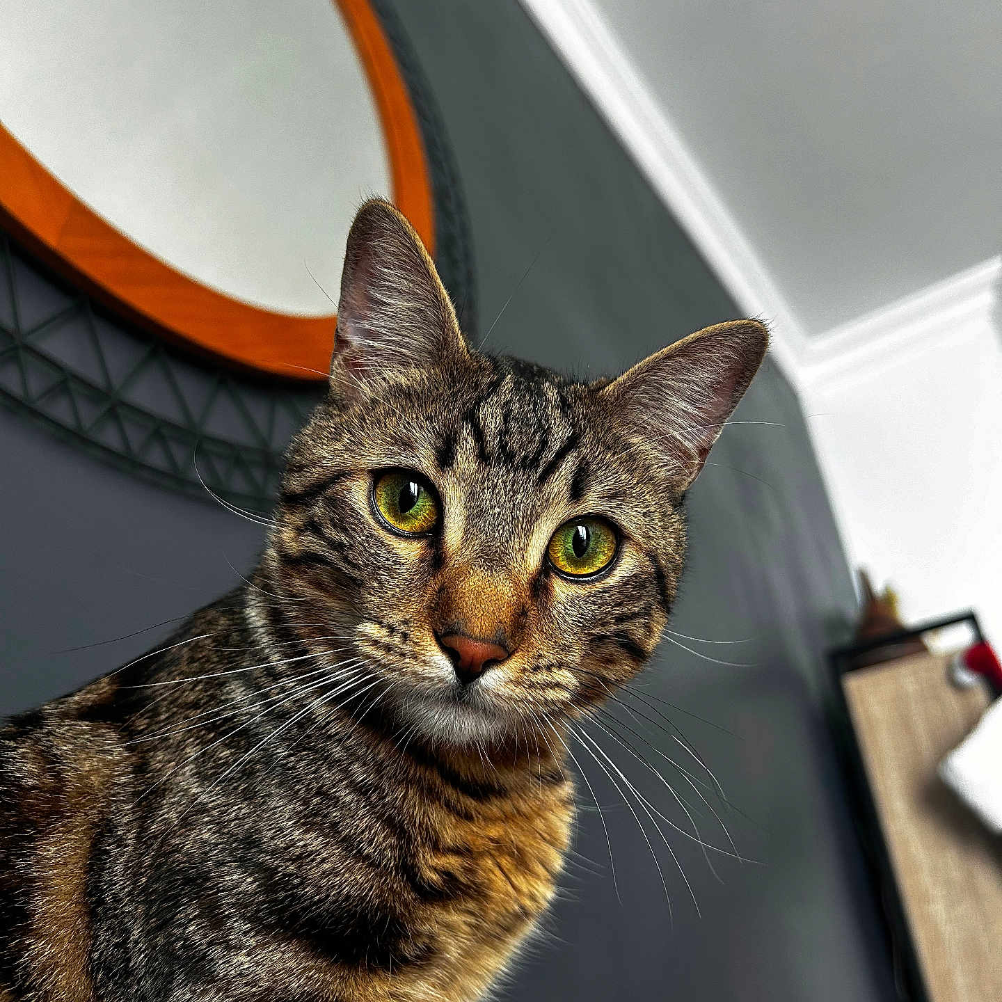 Koda participe au concours pour gagner de l'argent avec cette photo : abyssinian, animal, cat, egyptiancat, kitten, manx, pet