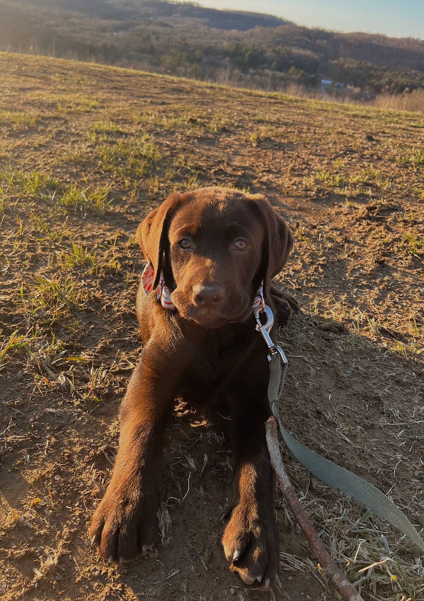 Tucker joined the competition — help win amazing prizes! carnivore, dog, dog_breed, fawn, grass, grassland, guard_dog, hill, hunting_dog, landscape, liver, plant, prairie, sky, soil, sporting_group, terrestrial_animal, working_animal, working_dog