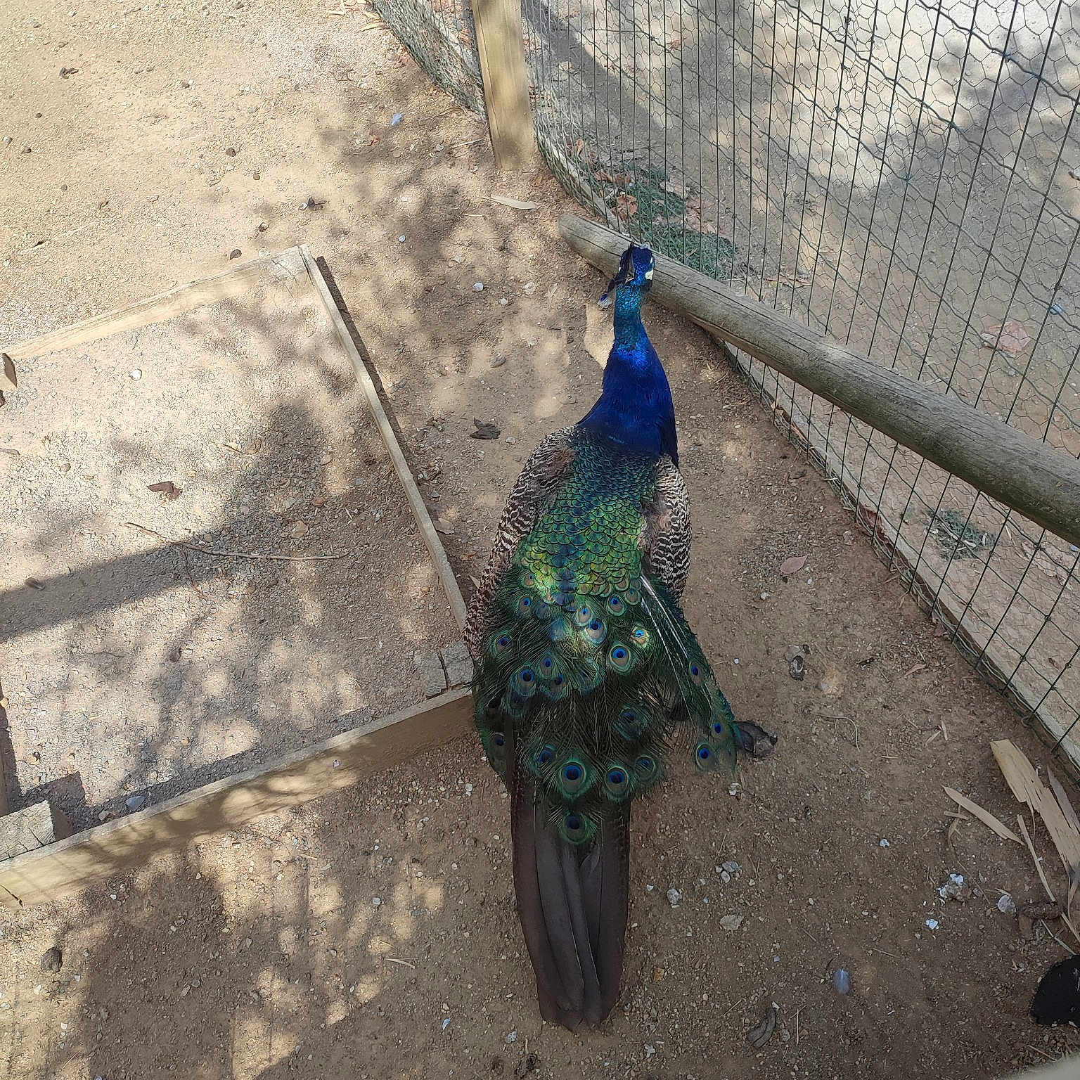 Jsp a rejoint le concours — aidez-le/la à gagner de superbes lots ! asphalt, beak, bird, chain_link_fencing, comb, electric_blue, feather, fence, galliformes, grass, mesh, peafowl, phasianidae, plant, road_surface, shadow, tail, tints_and_shades, wing, wire_fencing