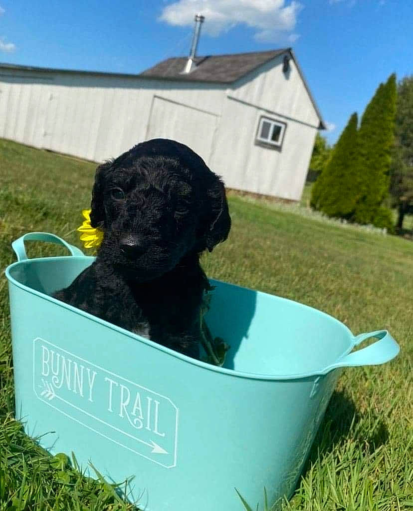 Dior is registered to the contest to win money with this photo: art, carnivore, cloud, companion_dog, dog, dog_breed, garden, grass, grassland, landscape, lawn, pasture, plant, sculpture, shrub, sky, soil, sporting_group, tree, working_animal