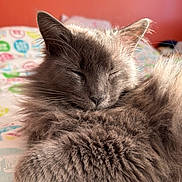 Summer participe au concours pour gagner de l'argent avec cette photo : animal, bed, blanket, calm, cat, closeup, cozy, cute, domestic, feline, fluffy, fur, gray, indoor, pet, relaxed, resting, sleeping, soft, warm