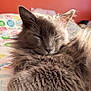 animal, bed, blanket, calm, cat, closeup, cozy, cute, domestic, feline, fluffy, fur, gray, indoor, pet, relaxed, resting, sleeping, soft, warm