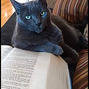 Chloe joined the competition — help win amazing prizes! animal, book, cat, closeup, couch, curious, domestic_cat, feline, furniture, gray_cat, home, indoor, open_book, paw, pet, reading, relaxed, resting, striped_cushion, wooden_floor