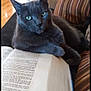 animal, book, cat, closeup, couch, curious, domestic_cat, feline, furniture, gray_cat, home, indoor, open_book, paw, pet, reading, relaxed, resting, striped_cushion, wooden_floor