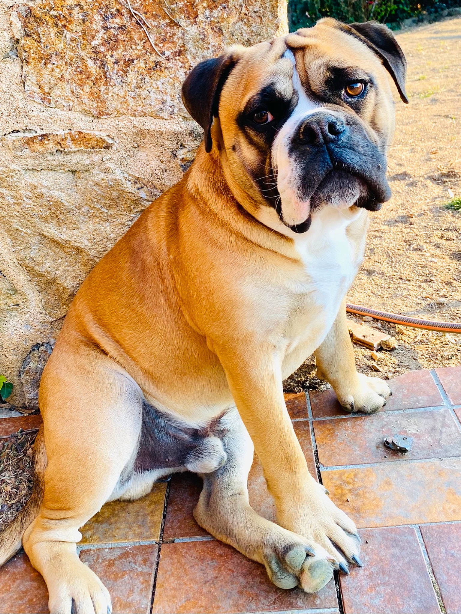 Ruben a rejoint le concours — aidez-le/la à gagner de superbes lots ! ancient_dog_breeds, bulldog, canidae, carnivore, companion_dog, dog, dog_breed, dog_collar, fawn, grass, molosser, non_sporting_group, paw, plant, snout, sporting_group, sunglasses, working_animal, working_dog, wrinkle