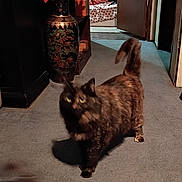 Tadpole is registered to the contest to win money with this photo: animal, blur, carpet, cat, decor, dim_lighting, door, feline, floor, flowers, hallway, indoor, motion_blur, pet, room, shadow, tail, tortoiseshell, vase, walking