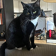 Helen is registered to the contest to win money with this photo: cat, black_and_white, indoor, couch, lamp, bookshelf, kitchen, furniture, pet, whiskers, tail, curious, seated, cozy, home, domestic, animal, mammal, fur, paws