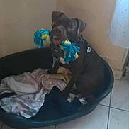 Christine Marchand participe au concours pour gagner de l'argent avec cette photo : animal, black, blanket, brown_dog, corner, curtain, dog, domestic, harness, indoor, leash, pet_bed, playful, quiet, rope_toy, sitting, tile_floor, toy, wall, young_dog