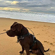 Adess a rejoint le concours — aidez-le/la à gagner de superbes lots ! dog, beach, sand, ocean, waves, cloudy_sky, harness, leash, pet, animal, outdoor, sitting, brown_dog, canine, nature, seaside, footprints, water, sky, calm