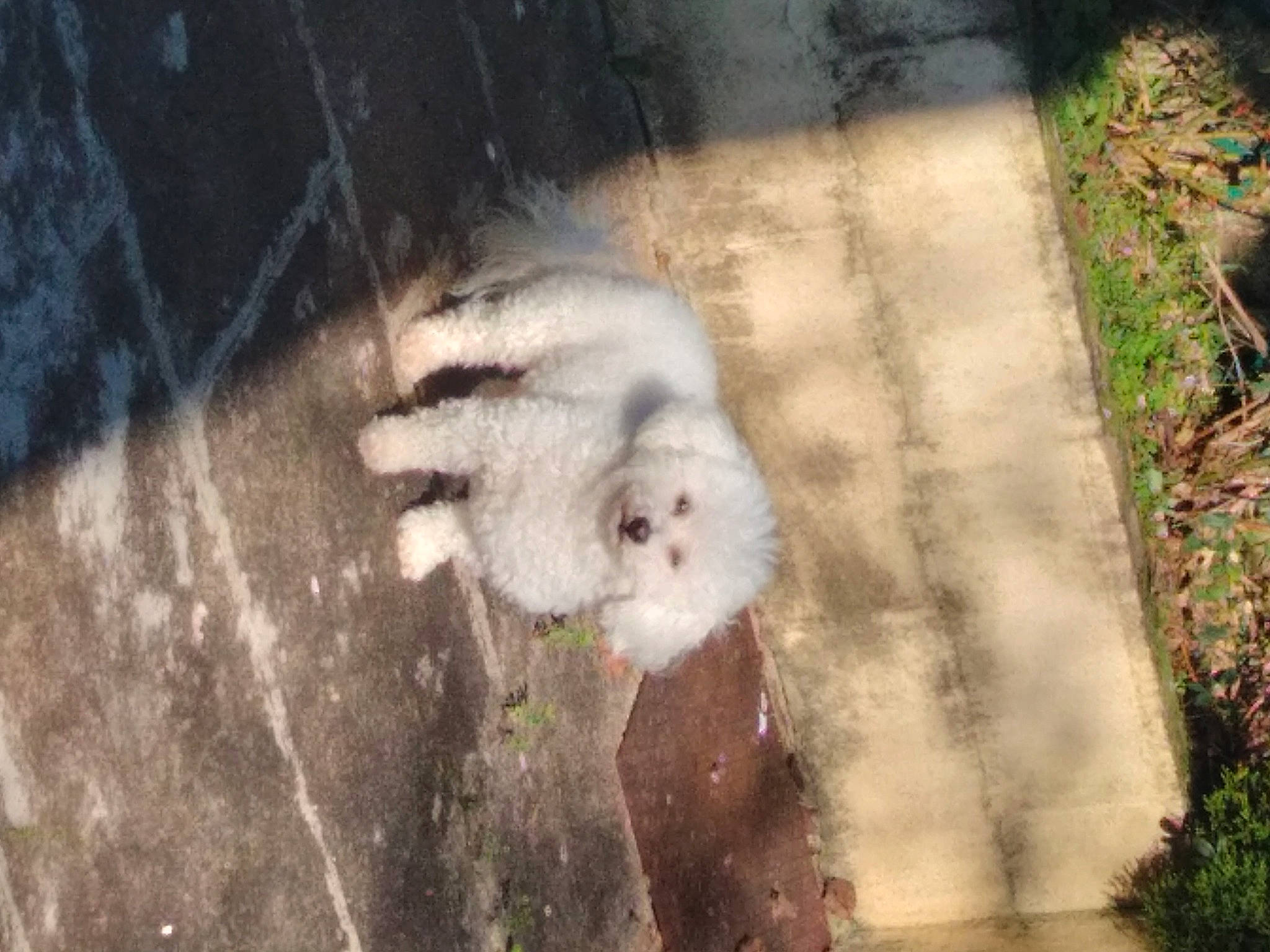 Snoopy Adorable Bichon