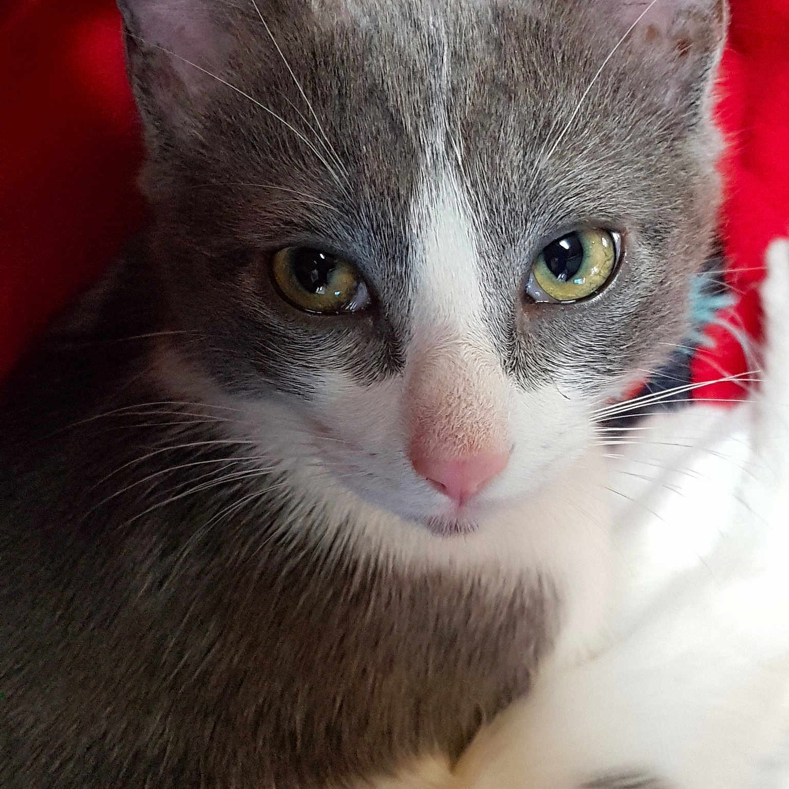 Simba