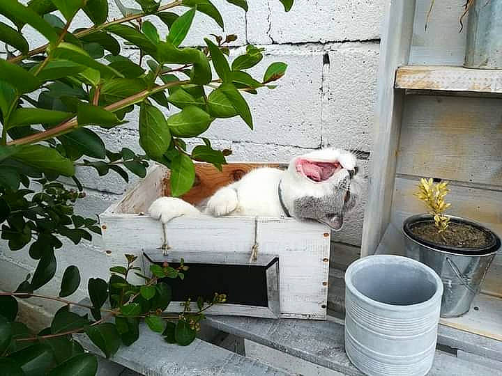 Honey a rejoint le concours — aidez-le/la à gagner de superbes lots ! backyard, carnivore, cat, concrete, domestic_short_haired_cat, felidae, flowerpot, fur, grass, herb, houseplant, outdoor_furniture, plant, sitting, small_to_medium_sized_cats, tail, water, water_feature, whiskers, wood