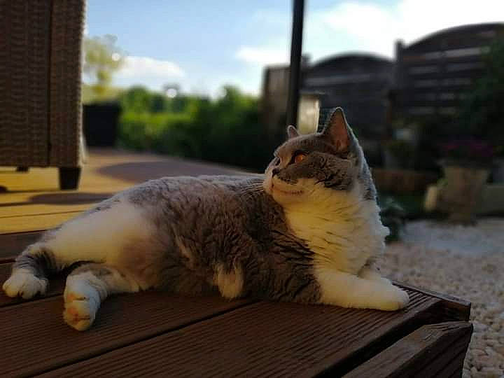 Honey a rejoint le concours — aidez-le/la à gagner de superbes lots ! asphalt, carnivore, cat, cloud, domestic_short_haired_cat, eye, fawn, felidae, fur, grass, morning, paw, road_surface, sky, small_to_medium_sized_cats, snout, tail, whiskers, window, wood