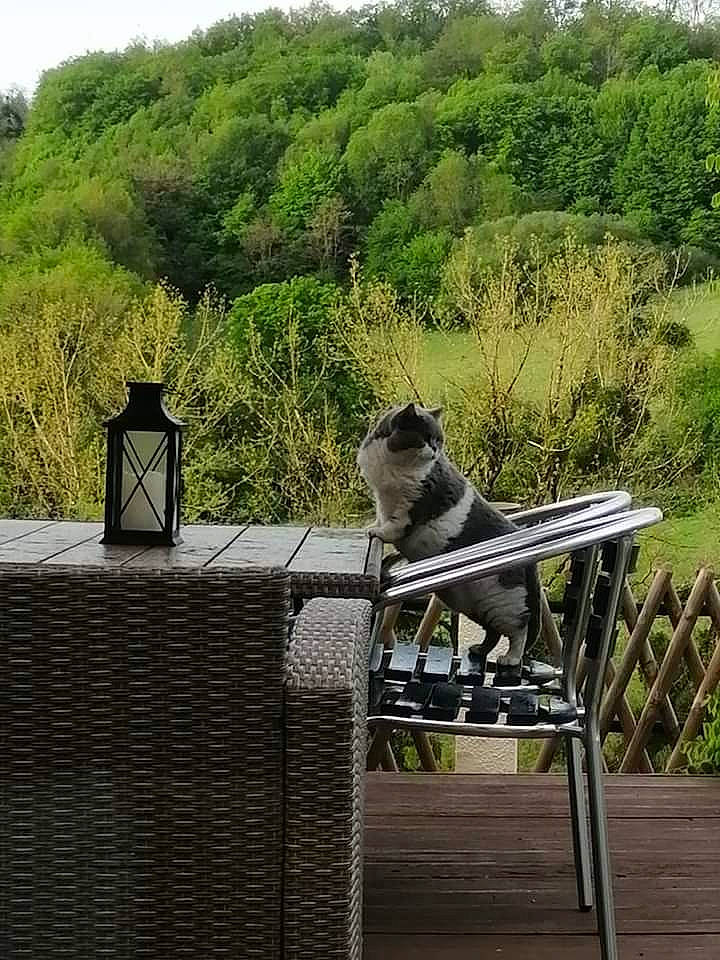 Honey a rejoint le concours — aidez-le/la à gagner de superbes lots ! art, fawn, furniture, garden, grass, landscape, leisure, metal, nature_reserve, outdoor_bench, outdoor_furniture, outdoor_table, plant, recreation, roof, sky, tree, wildlife, wood, working_animal