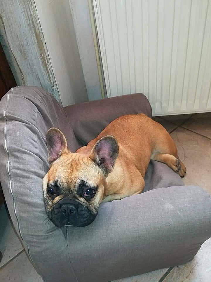 Rebelle participe au concours pour gagner de l'argent avec cette photo : biting, bored, bulldog, canidae, carnivore, comfort, companion_dog, dog, dog_breed, fawn, hardwood, nap, pug, sporting_group, terrestrial_animal, toy_dog, whiskers, wood, working_animal, wrinkle