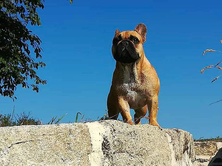 Rebelle a rejoint le concours — aidez-le/la à gagner de superbes lots ! ancient_dog_breeds, art, bulldog, canidae, carnivore, companion_dog, dog, dog_breed, fawn, monument, rock, sculpture, sky, sporting_group, statue, tail, terrestrial_animal, tree, whiskers, wildlife