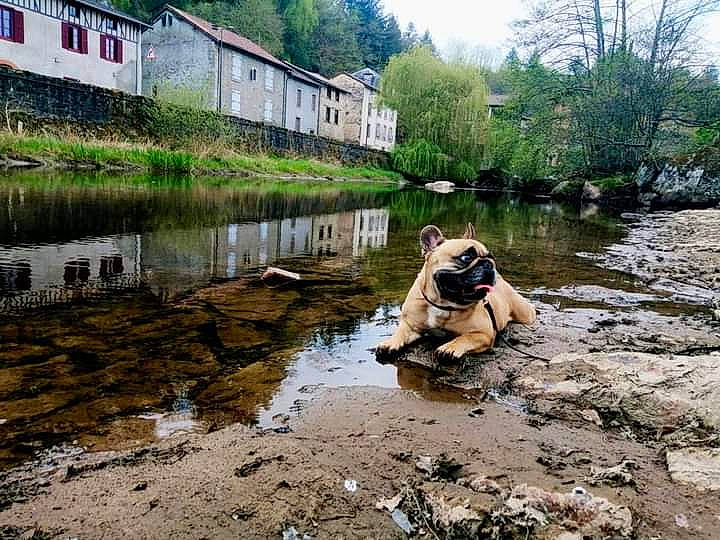 Rebelle a rejoint le concours — aidez-le/la à gagner de superbes lots ! bank, fluvial_landforms_of_streams, grass, lake, landscape, leisure, natural_environment, natural_landscape, plant, pollution, riparian_zone, rural_area, sky, tree, water, water_resources, watercourse, waterway, window, working_animal
