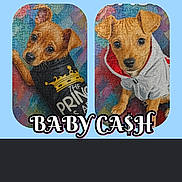 Cash joined the competition — help win amazing prizes! puppy, dog, puzzle, clothing, hoodie, black_shirt, text_overlay, photo_editing_app, screenshot, advertisement, button, layout, ratio, border, filter, cute, pet, brown_dog, small_dog, app_interface