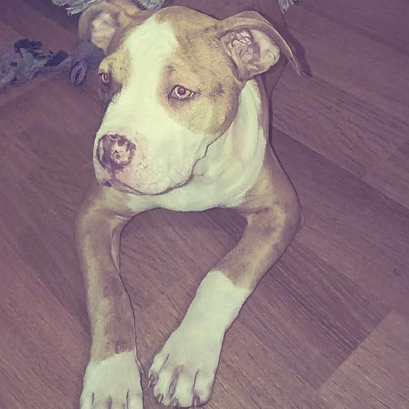 Kallie a rejoint le concours — aidez-le/la à gagner de superbes lots ! attention, bed, brown_and_white, cute, dog, domestic, ears, face, fluffy_bed, hardwood_floor, indoor, lying_down, nose, paws, pet, pet_owner, portrait, puppy, relaxed, rope_toy