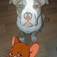 Kallie participe au concours pour gagner de l'argent avec cette photo : attentive, cartoon_overlay, close_up, dog, ears, flash_photography, hardwood_floor, indoor, jerry_mouse, looking_up, muzzle, nose, paws, pet, puppy, red_eye, sitting, sticker, tail, white_and_brown