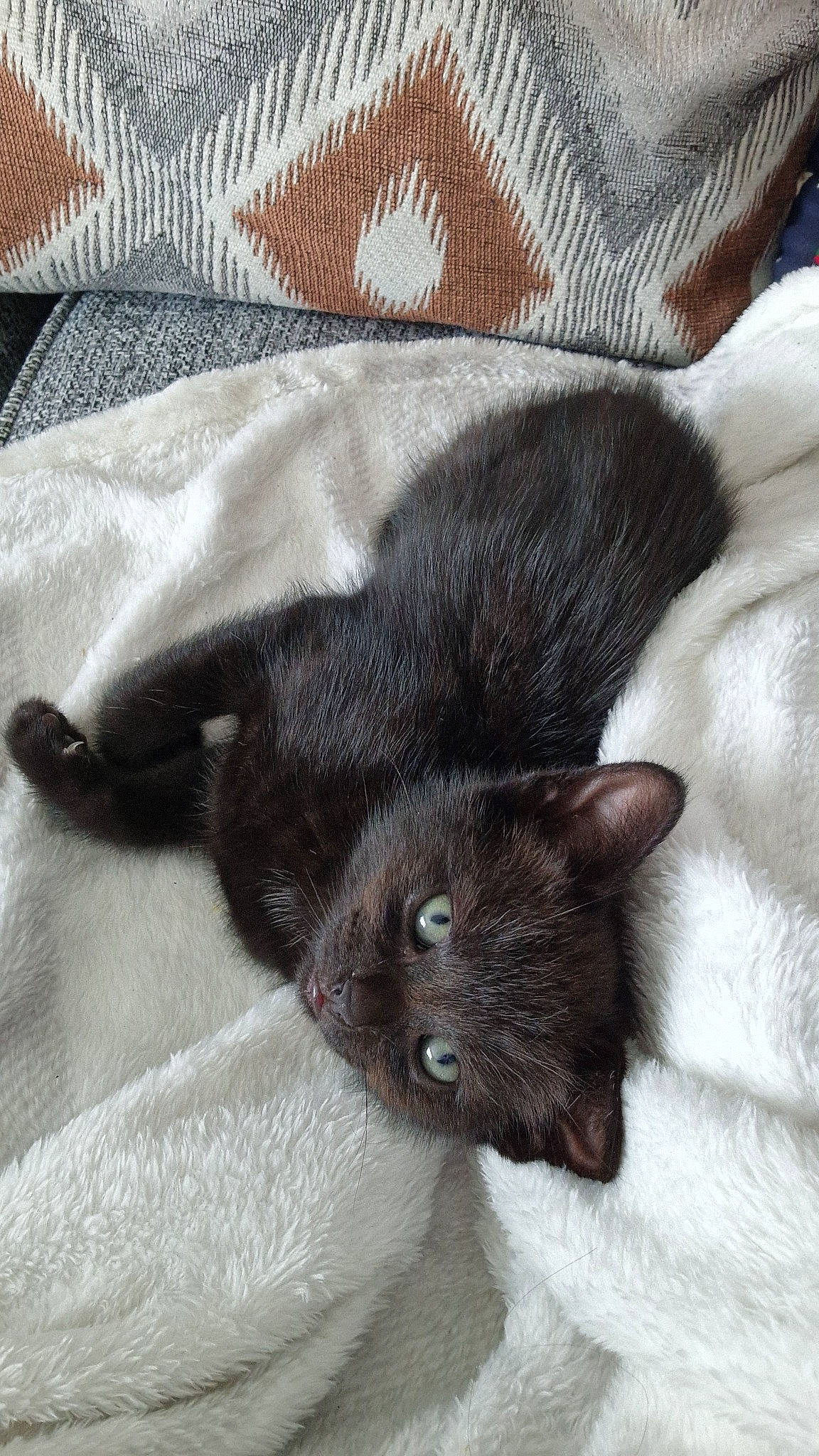 Lara is registered to the contest to win money with this photo: black_cat, bombay, carnivore, cat, claw, comfort, domestic_short_haired_cat, felidae, fur, grey, havana_brown, paw, small_to_medium_sized_cats, snout, tail, whiskers