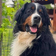 Pongo a rejoint le concours — aidez-le/la à gagner de superbes lots ! animal, bernese_mountain_dog, birthday_message, black_fur, blurred_background, brown_fur, canine, close_up, dog, fluffy, friendly, fur, greenery, happy, nature, outdoor, pet, portrait, tongue_out, white_fur
