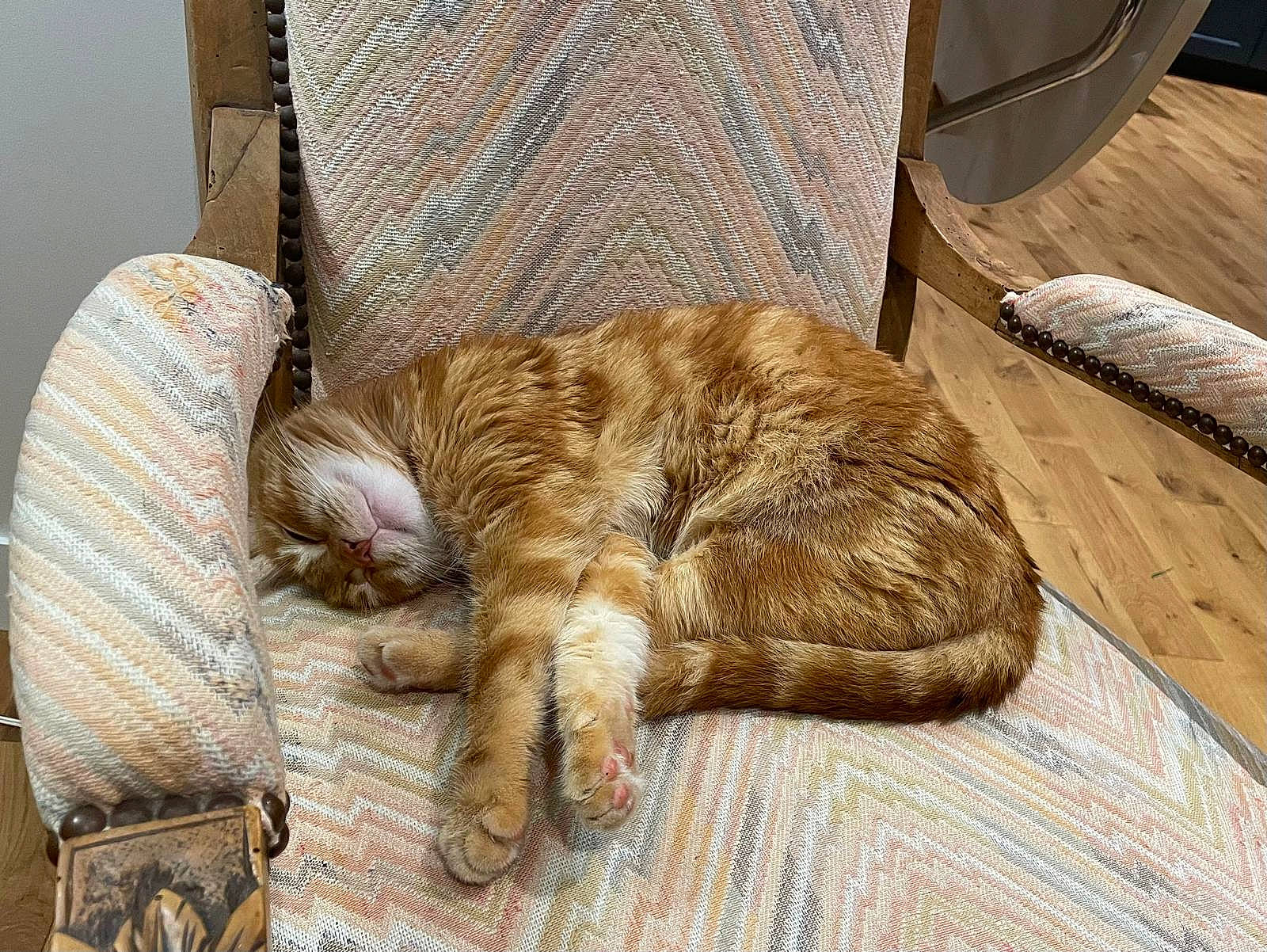 Biscotte participe au concours pour gagner de l'argent avec cette photo : carnivore, cat, chair, claw, comfort, domestic_short_haired_cat, felidae, flooring, foot, fur, hardwood, liver, paw, room, small_to_medium_sized_cats, snout, tail, terrestrial_animal, whiskers, wood