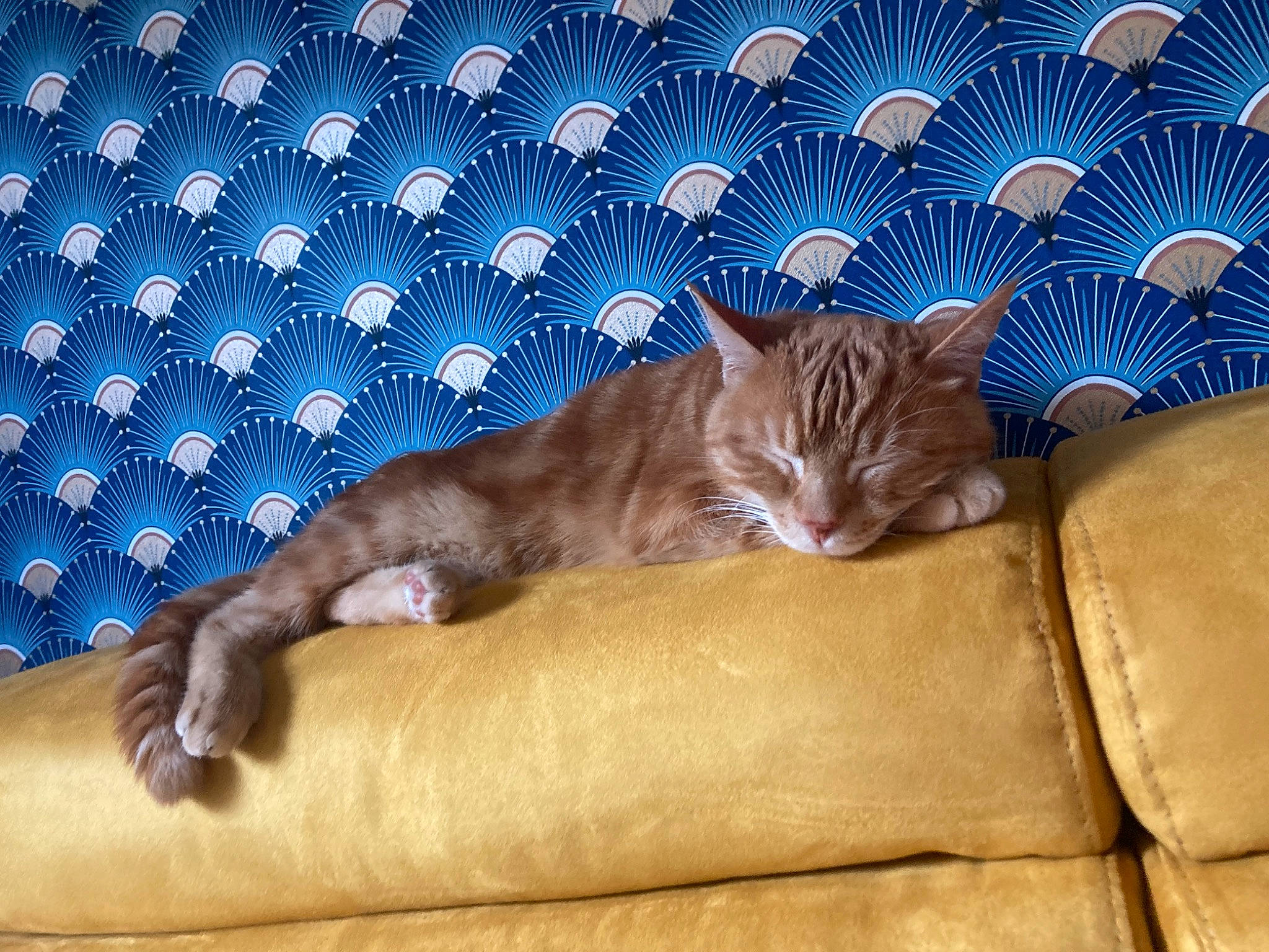 Biscotte a rejoint le concours — aidez-le/la à gagner de superbes lots ! carnivore, cat, cat_bed, comfort, couch, domestic_short_haired_cat, electric_blue, fawn, felidae, fur, linens, mammal, pattern, paw, room, small_to_medium_sized_cats, tail, tree, whiskers, wood