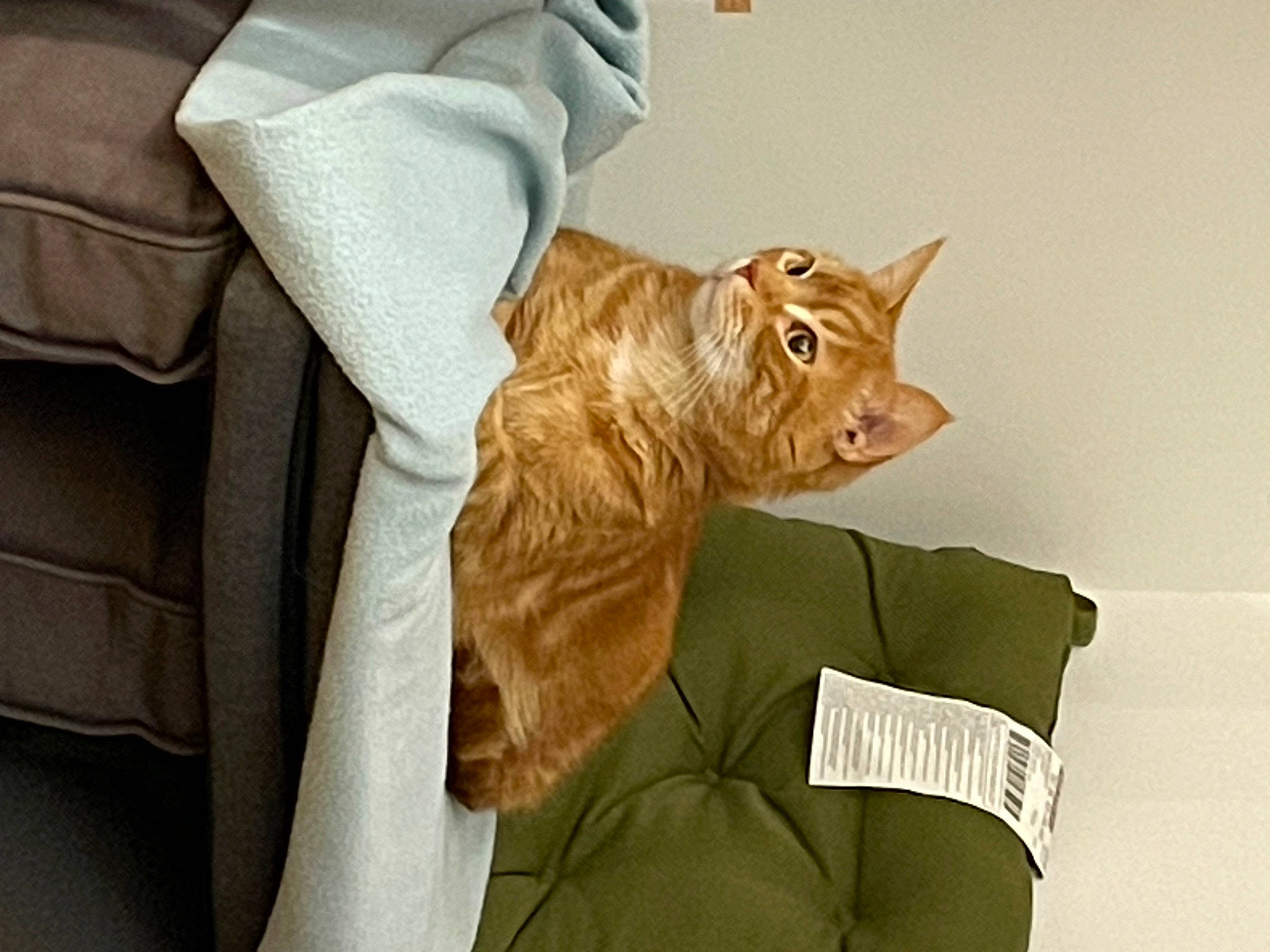 Biscotte a rejoint le concours — aidez-le/la à gagner de superbes lots ! carnivore, cat, chair, collar, comfort, domestic_short_haired_cat, fawn, felidae, fur, linens, peach, room, sleeve, small_to_medium_sized_cats, snout, tail, terrestrial_animal, textile, whiskers, wood