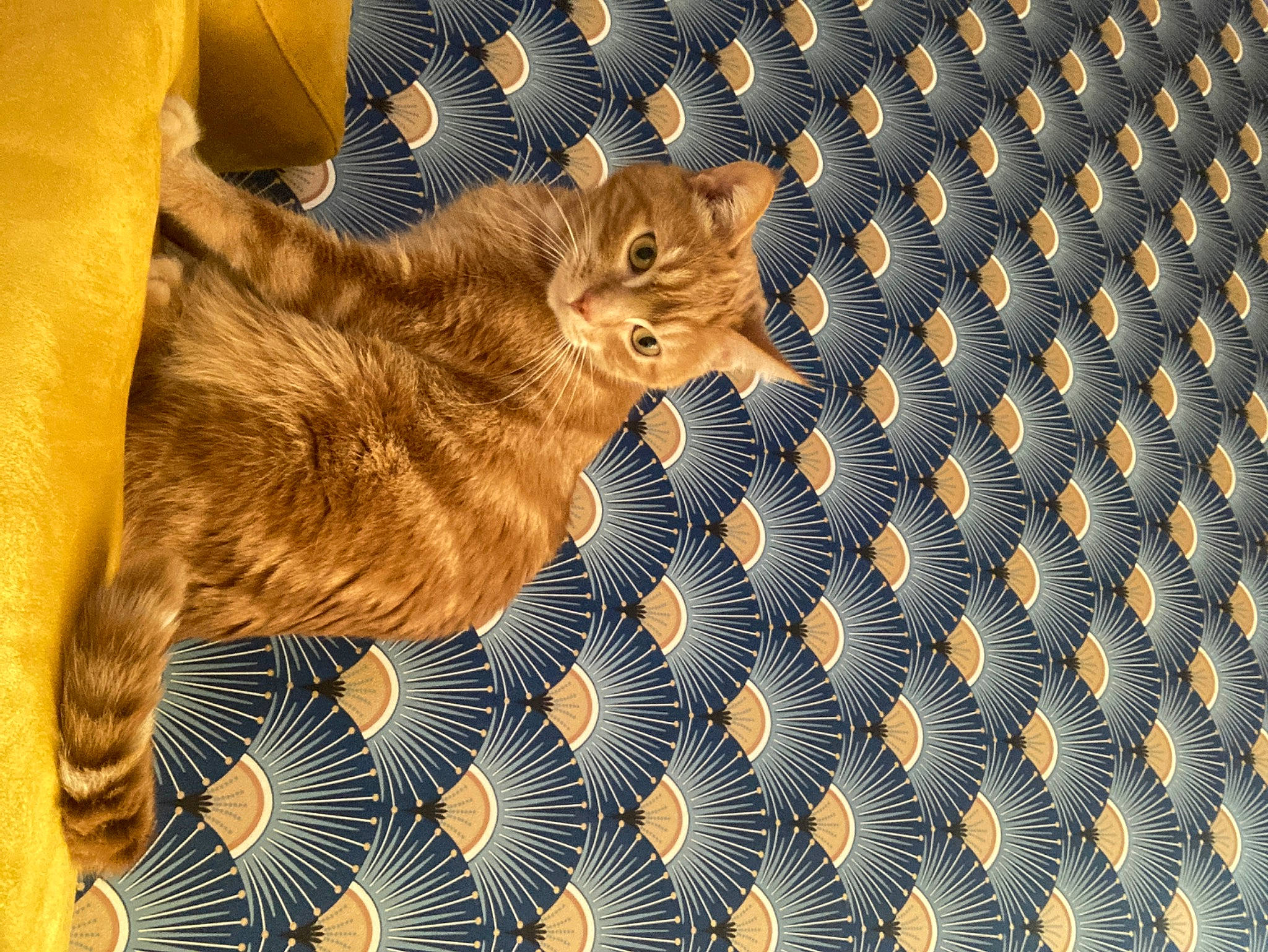 Biscotte a rejoint le concours — aidez-le/la à gagner de superbes lots ! canidae, carnivore, cat, circle, comfort, domestic_short_haired_cat, electric_blue, fawn, felidae, font, fur, linens, metal, pattern, paw, small_to_medium_sized_cats, tail, textile, whiskers, wood