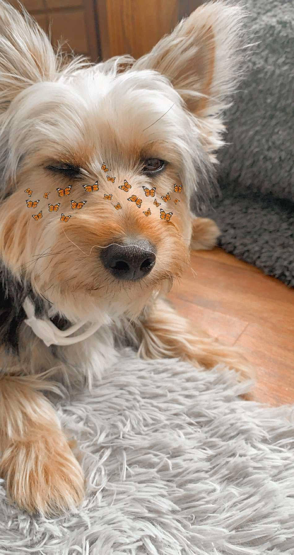 Rusty joined the competition — help win amazing prizes! australian_silky_terrier, australian_terrier, canidae, carnivore, companion_dog, dog, dog_breed, dog_supply, fawn, fur, natural_material, pet_supply, small_terrier, snout, sporting_group, terrier, toy_dog, vertebrate, west_highland_white_terrier, working_animal