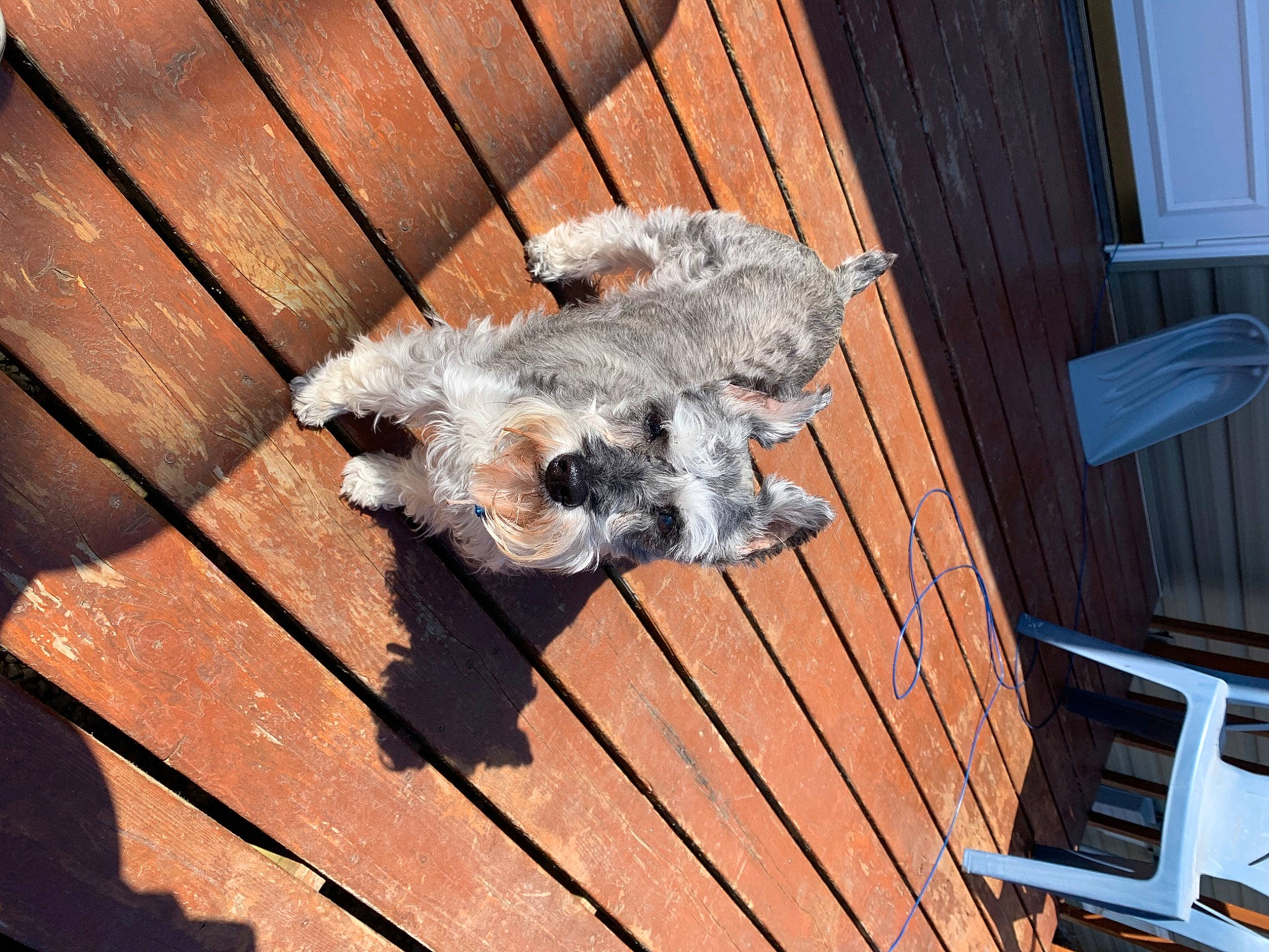 Liba is registered to the contest to win money with this photo: canidae, carnivore, dog, dog_breed, morkie, puppy, small_terrier, sporting_lucas_terrier, terrier, toy_dog, wood, yorkshire_terrier