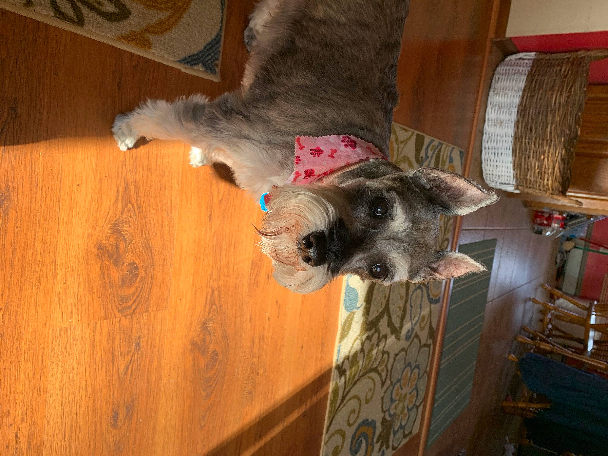 Liba is registered to the contest to win money with this photo: canidae, carnivore, dog, dog_breed, fawn, mammal, miniature_schnauzer, schnauzer, standard_schnauzer, vertebrate