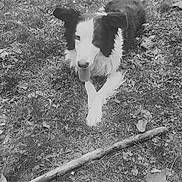 Scott a rejoint le concours — aidez-le/la à gagner de superbes lots ! dog, grass, stick, leaves, outdoor, animal, playful, tongue_out, black_and_white, nature, fall, canine, pet, fur, lying_down, ground, happy, ears, nose, cute