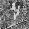 dog, grass, stick, leaves, outdoor, animal, playful, tongue_out, black_and_white, nature, fall, canine, pet, fur, lying_down, ground, happy, ears, nose, cute
