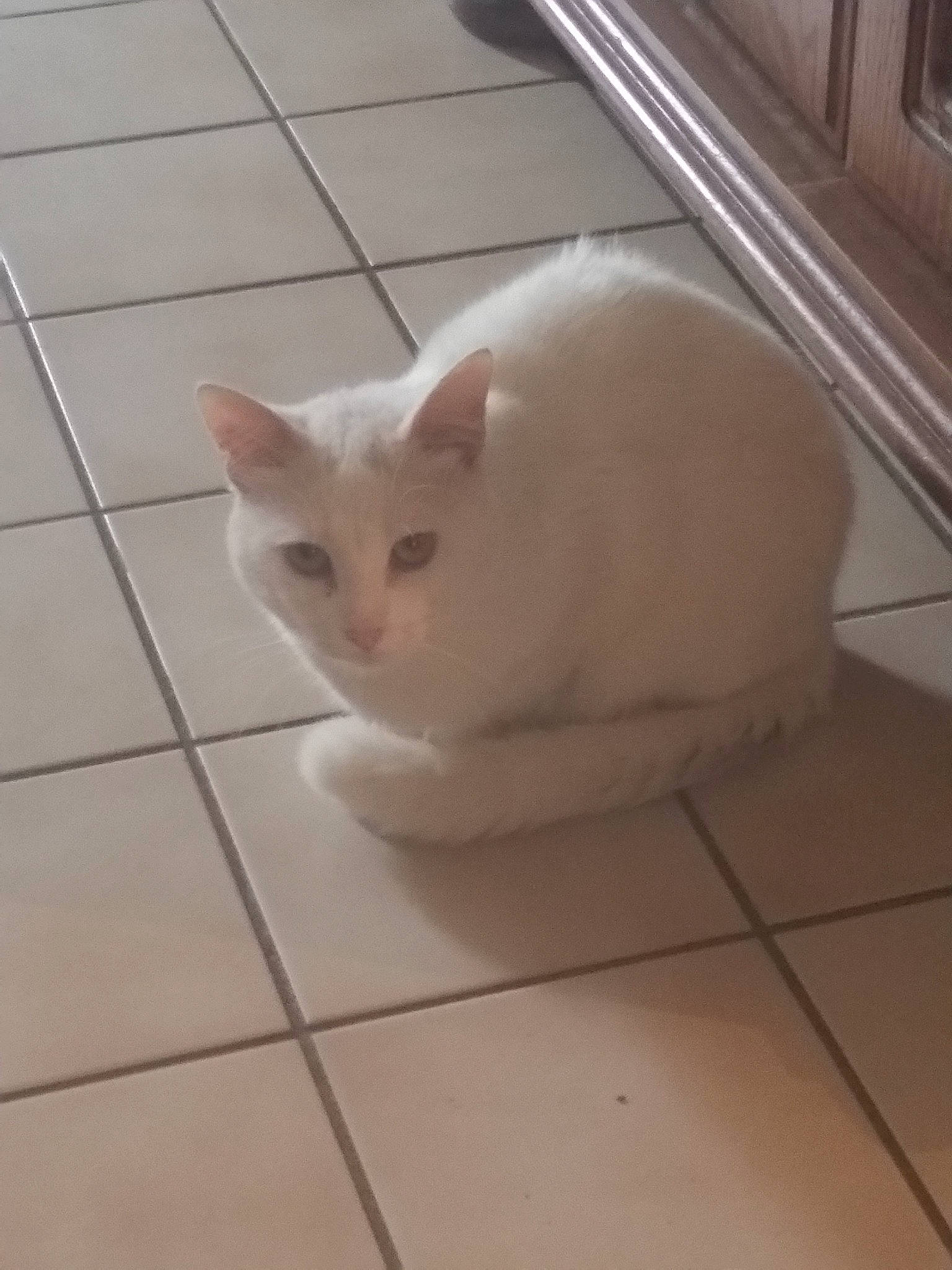 Blanco a rejoint le concours — aidez-le/la à gagner de superbes lots ! carnivore, cat, composite_material, domestic_short_haired_cat, fawn, felidae, floor, flooring, fur, hardwood, paw, small_to_medium_sized_cats, snout, tail, terrestrial_animal, tile, tile_flooring, whiskers, wood