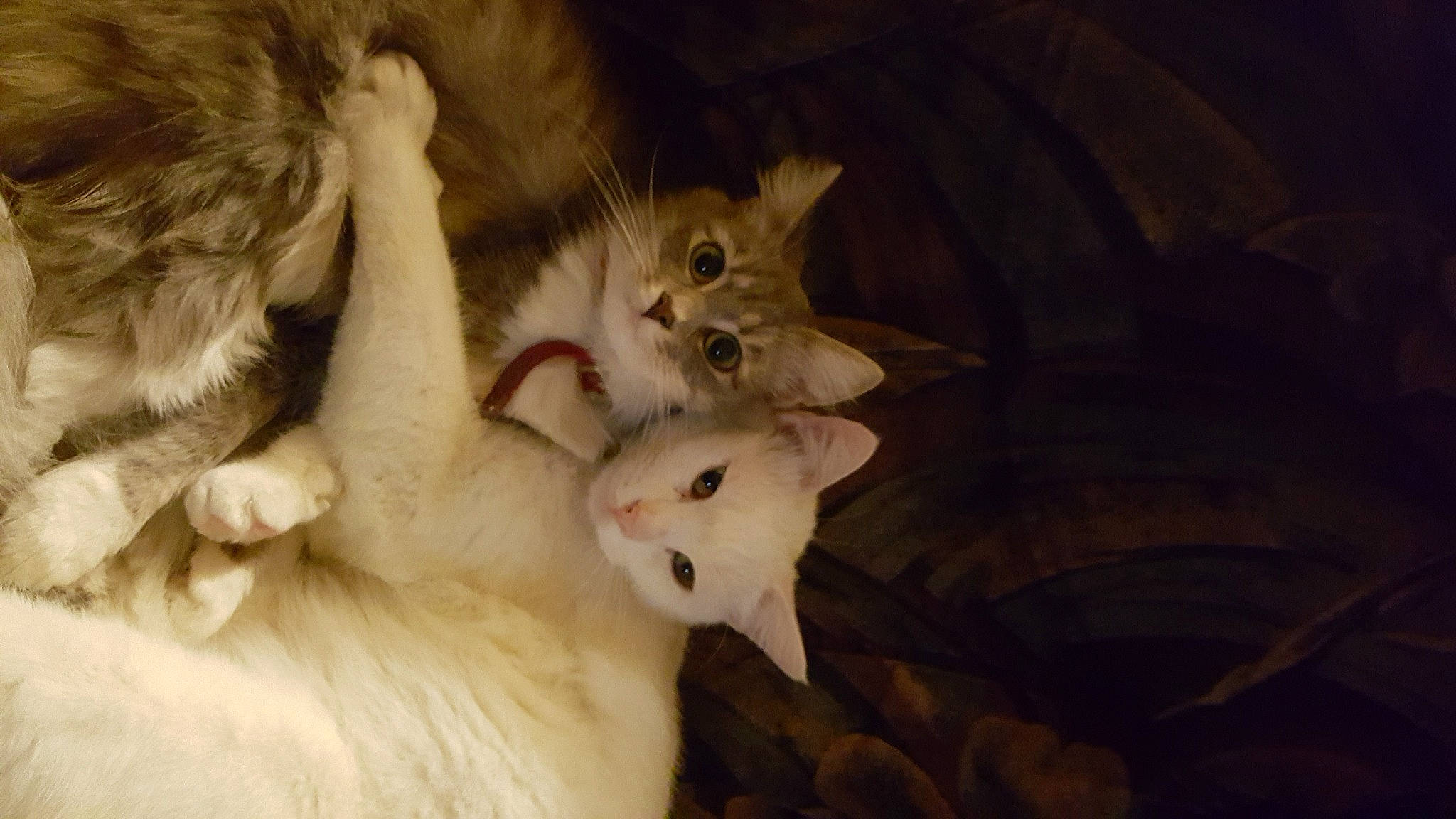 Blanco a rejoint le concours — aidez-le/la à gagner de superbes lots ! carnivore, cat, claw, darkness, domestic_short_haired_cat, fawn, felidae, fur, gesture, paw, small_to_medium_sized_cats, snout, tail, terrestrial_animal, whiskers, wood