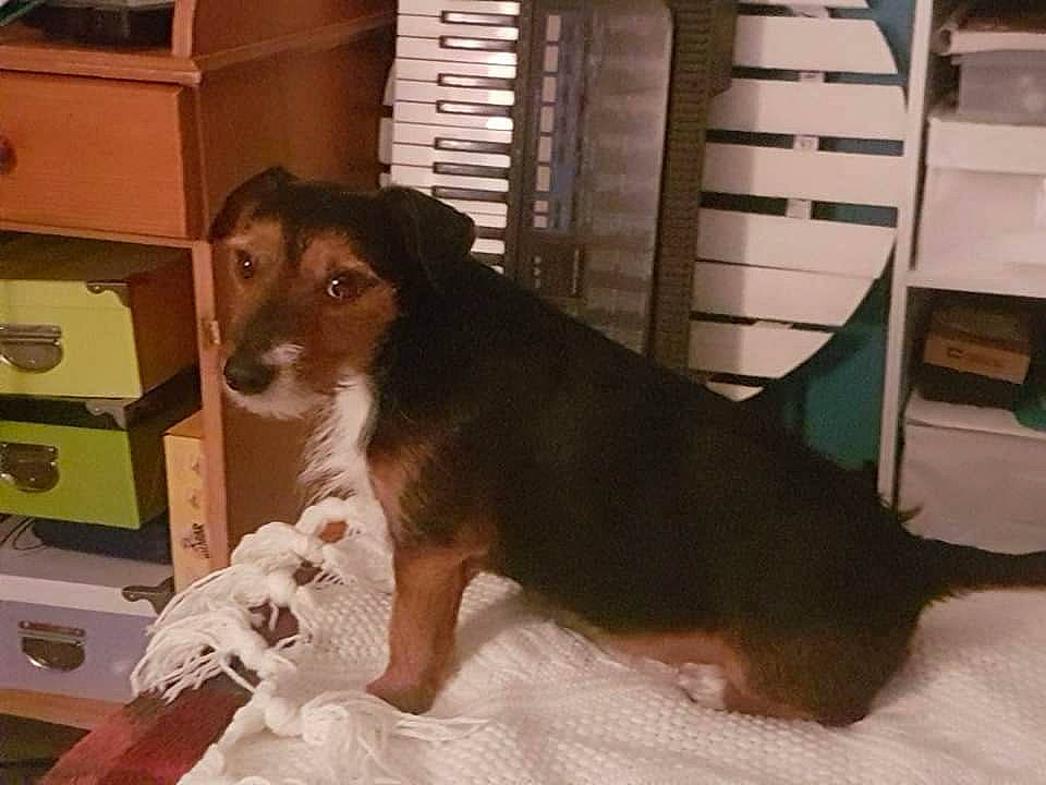 Guismo participe au concours pour gagner de l'argent avec cette photo : ancient_dog_breeds, carnivore, companion_dog, dog, dog_breed, dog_supply, fawn, flooring, fur, guard_dog, hardwood, hound, pet_supply, room, shelf, sporting_group, tail, wood, working_animal, working_dog