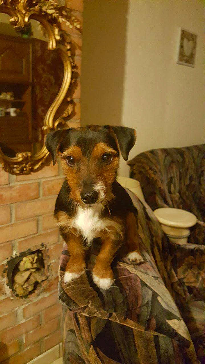 Guismo a rejoint le concours — aidez-le/la à gagner de superbes lots ! carnivore, chair, companion_dog, dobermann, dog, dog_breed, mirror, mixing_bowl, picture_frame, room, serveware, sporting_group, terrestrial_animal, toy_dog, whiskers, wood, working_animal, working_dog