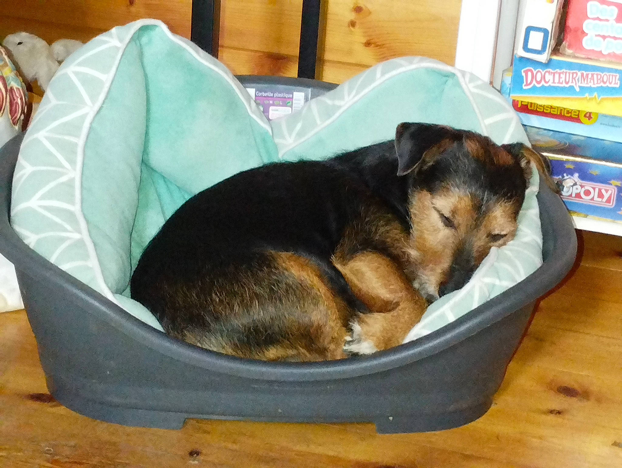 Guismo a rejoint le concours — aidez-le/la à gagner de superbes lots ! canidae, carnivore, comfort, companion_dog, dog, dog_bed, dog_breed, dog_supply, german_shepherd_dog, ingredient, nap, pet_supply, puppy, sleep, snout, sporting_group, working_animal, working_dog